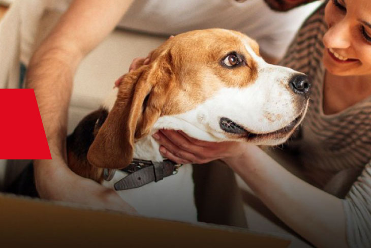 Pet Relocation